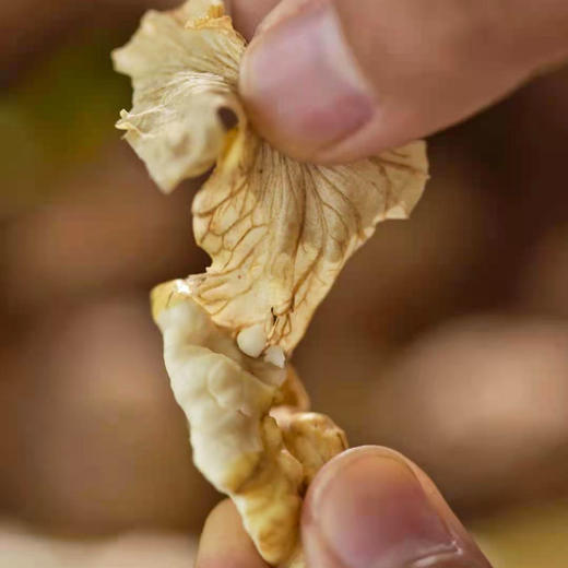 壳薄仁白 鲜嫩清甜 | 四川攀枝花老树鲜核桃 去青皮鲜核桃 新鲜应季 3斤-8斤中大果 送网兜+铁钩夹子 商品图4