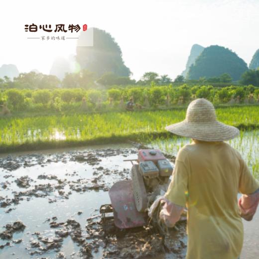 泊心风物·山里客家香米 商品图3