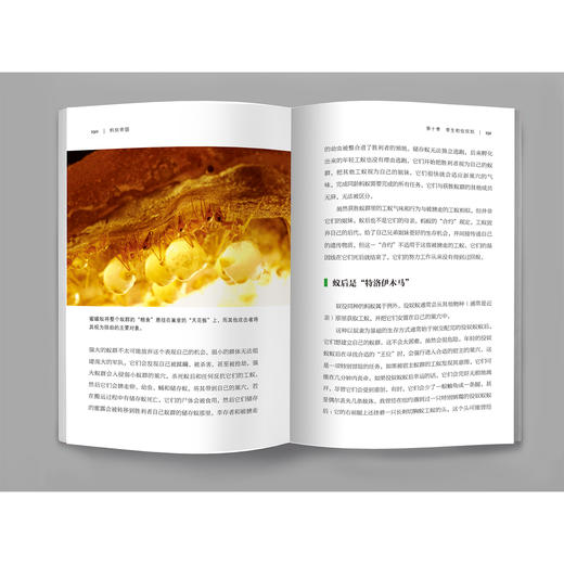 《蚂蚁帝国》 商品图5