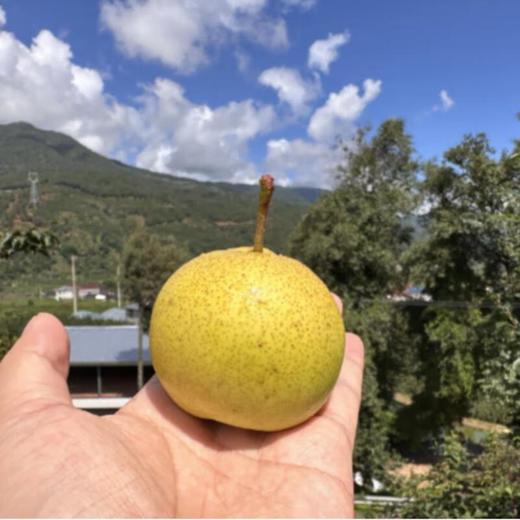 珍珠蜂蜜梨 6粒/盒 商品图2