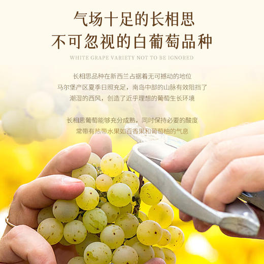 【马尔堡产区长相思】新西兰奇异鸟马尔堡长相思干白葡萄酒 清新百香果青柠香 13%vol 商品图9