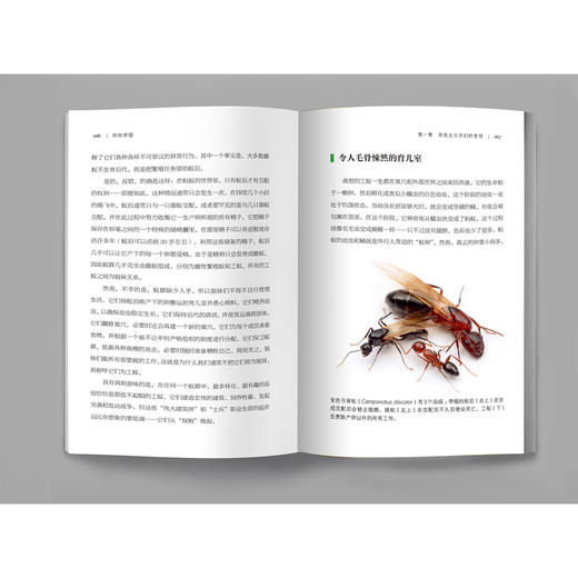 《蚂蚁帝国》 商品图12