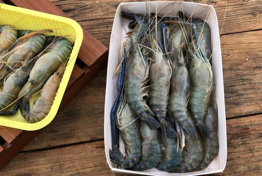 【淡水虾中的佼佼者】买1斤送半斤 市面少有特大号  罗氏虾 好吃到舔手指 商品图3