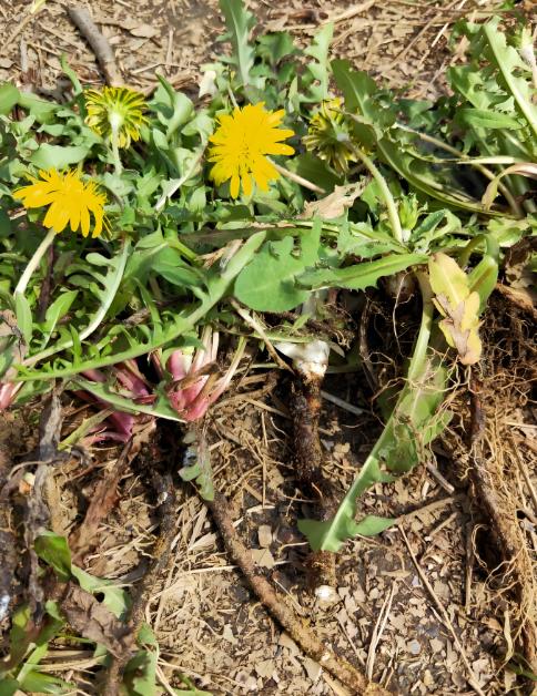 【新品开售活动：4瓶 送 1瓶；6瓶 送2瓶】长白山5年野生蒲公英炒制大根 一级货 商品图4