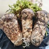 吉好鲜物香格里拉松茸，来自香格里拉海拔3600米以上的野生松茸，给你带来极致新鲜的味蕾体验！ 商品缩略图0