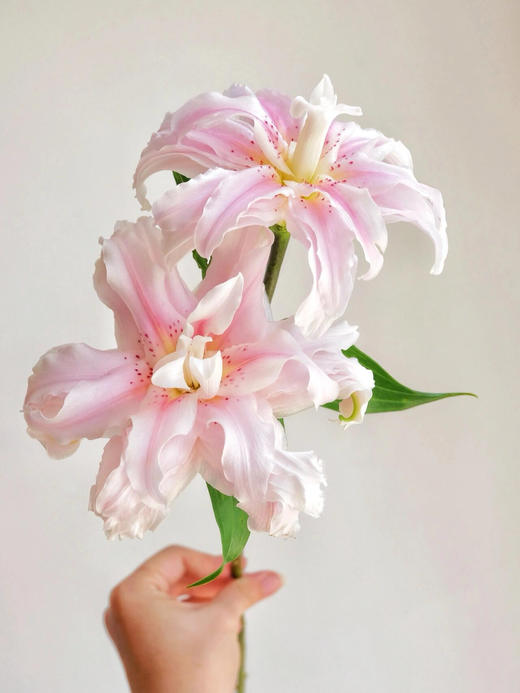 重瓣百合粉蝶【蝴蝶即使飞不过沧海，也没有人忍心责怪】简小姐精选 新品 重瓣百合粉蝶 下单后5天内发货 商品图1