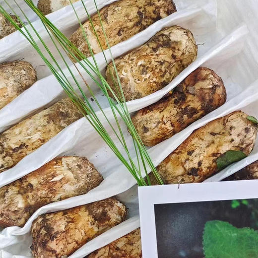 阿坝州小金县特产新鲜松茸菌菇未开伞 商品图3