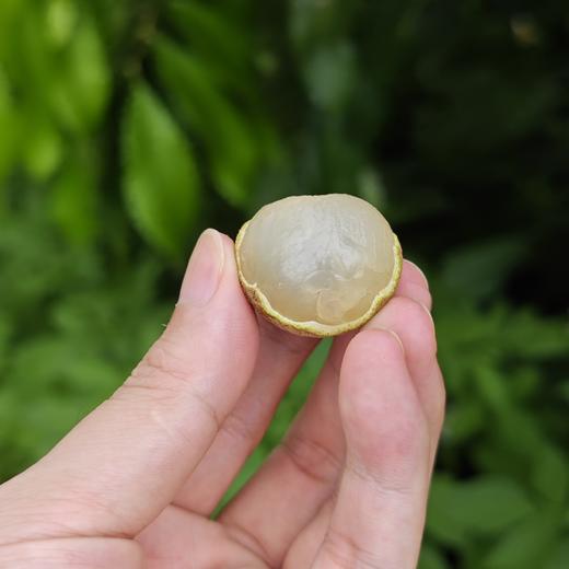 生态龙眼 | 绿家自产 * Eco-longan | In-House Production 商品图4