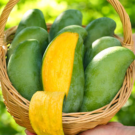 广西桂七芒果10斤礼盒装（净重9斤14-16个单果300克+）