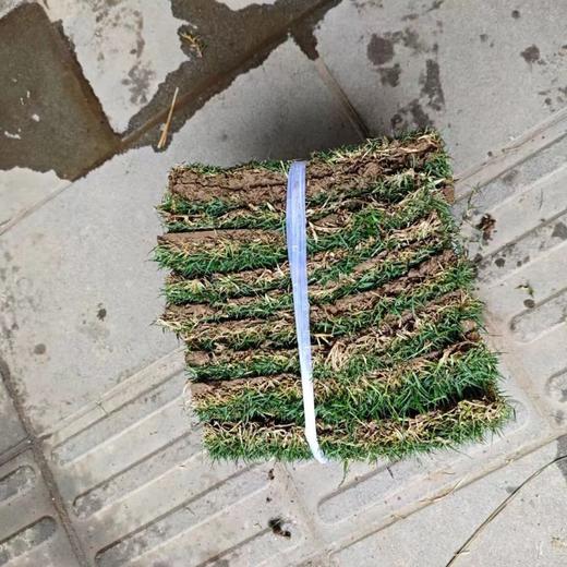 同城甄选新鲜草皮10片1捆 商品图3