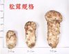 阿坝州小金县特产新鲜松茸菌菇未开伞 商品缩略图4