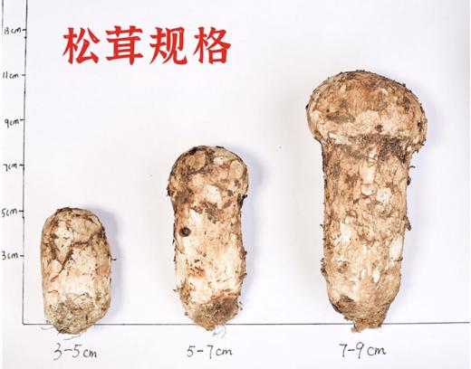 阿坝州小金县特产新鲜松茸菌菇未开伞 商品图4
