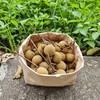生态龙眼 | 绿家自产 * Eco-longan | In-House Production 商品缩略图2