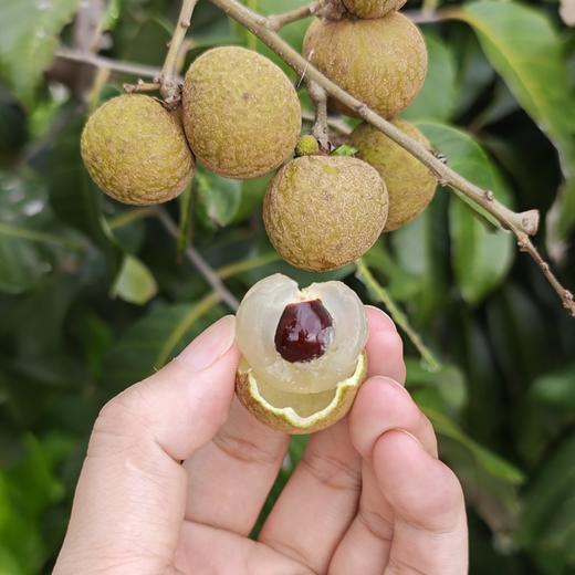 生态龙眼 | 绿家自产 * Eco-longan | In-House Production 商品图0