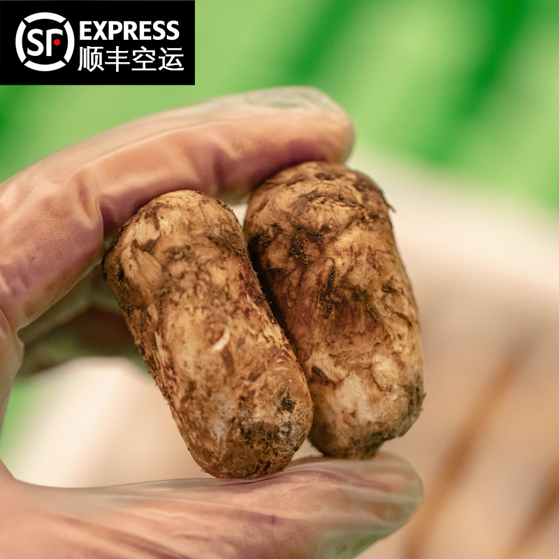 【2025年香格里拉 新鲜野生松茸】顺丰空运到家 自然清香 营养美味 层层筛选 品质松茸 第一批数量稀少 精选香格里拉野生松茸 带有独特松香气息 未开伞