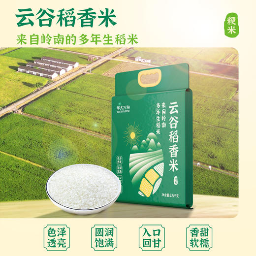 【云谷稻香米】华大万物云谷稻香米圆润饱满香甜软糯多年生大米真空包装2.5kg 商品图0