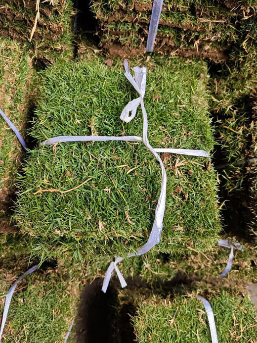 同城甄选新鲜草皮10片1捆 商品图0