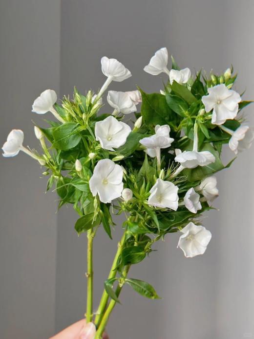 精品花材福禄考一扎 商品图6