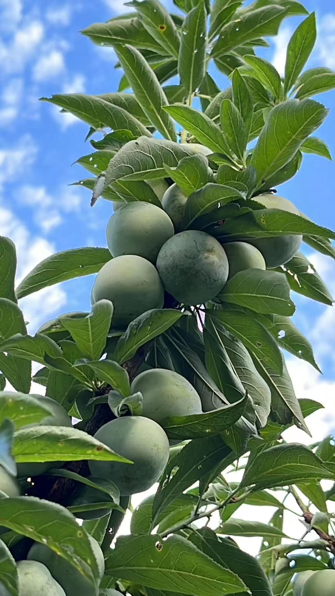 藏在大山里的 "酸甜精灵"错过在等一年