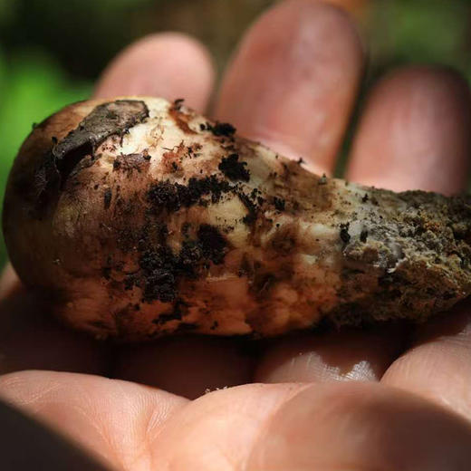 阿坝州小金县特产新鲜松茸菌菇未开伞 商品图1