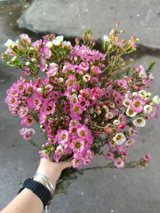 南非进口花材腊梅1扎 商品图1