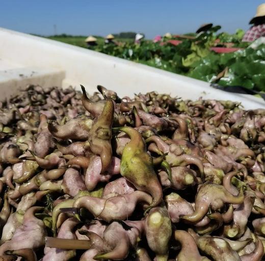 米马生鲜 头茬正宗洪湖老菱角 现摘现发 生熟两吃 个头饱满 肉厚味甘 商品图5