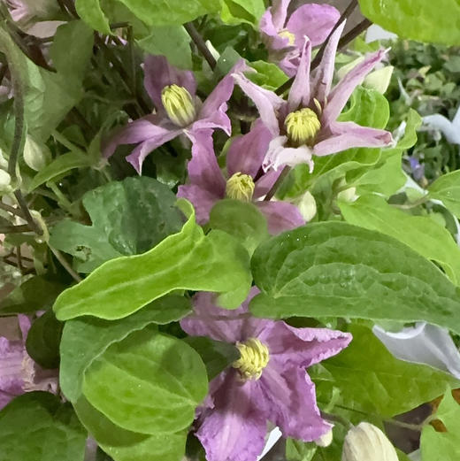 铁线莲.粉色 商品图0