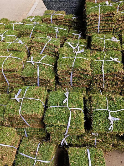 同城甄选新鲜草皮10片1捆 商品图2