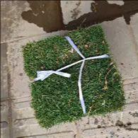 同城甄选新鲜草皮10片1捆 商品图1