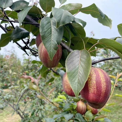  陕西彩虹梨，脆甜多汁，清爽甜蜜！去油腻！ 商品图1
