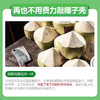 Cocomax100%椰子水350ml/025741 椰香芬芳清爽可口 商品缩略图2