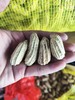 云南七彩花生/黑花生  新鲜生花生 嫩香甜 水分足 商品缩略图5