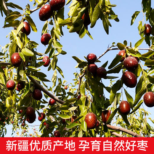 新疆喀什西圣喀什麦盖提灰枣500g/袋 商品图4