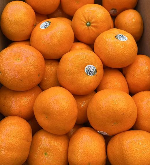 澳洲皇家蜂蜜橘 商品图0