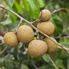 生态龙眼 | 绿家自产 * Eco-longan | In-House Production 商品缩略图1