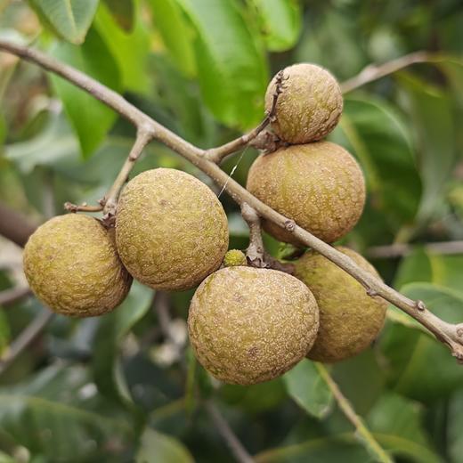 生态龙眼 | 绿家自产 * Eco-longan | In-House Production 商品图1