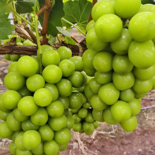 西昌晴王阳光玫瑰葡萄果粒饱满Q弹爽脆甜而不腻 商品图5