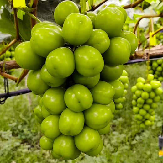 西昌晴王阳光玫瑰葡萄果粒饱满Q弹爽脆甜而不腻 商品图4