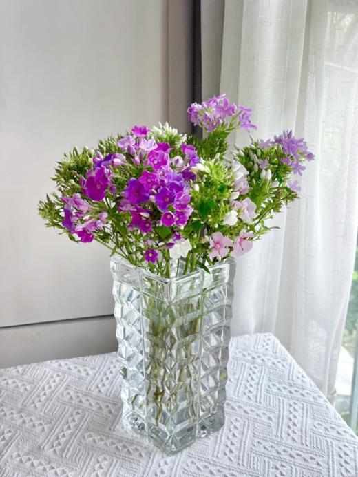 精品花材福禄考一扎 商品图5