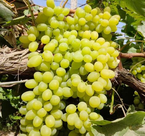 新疆无核白葡萄4.5-5斤/件 商品图4