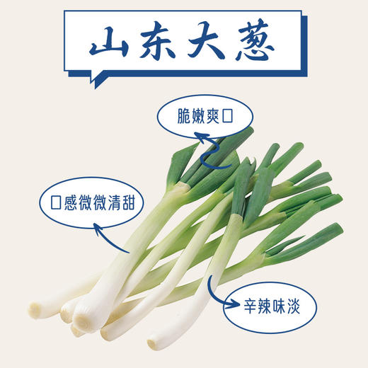 船歌鱼水饺青岛特色野馄饨组合1244g120只 儿童早餐抄手小云吞 紫菜虾皮混沌 商品图5