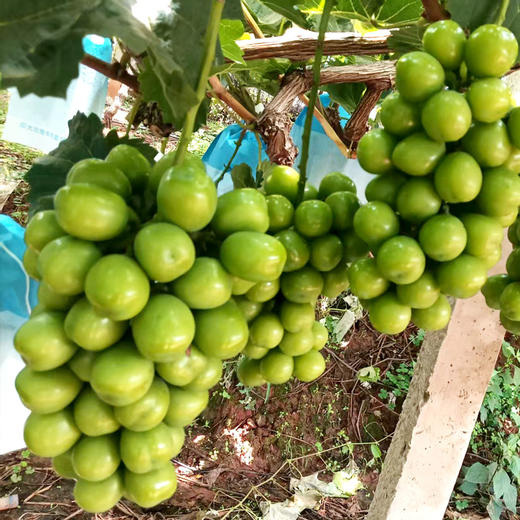 西昌晴王阳光玫瑰葡萄果粒饱满Q弹爽脆甜而不腻 商品图6