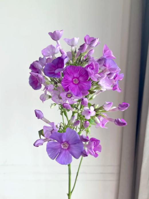 精品花材福禄考一扎 商品图2