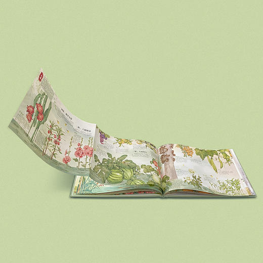 我身边的二十四节气（全2册）：二十四节气里的花与诗/二十四节气里的植物图鉴 商品图4