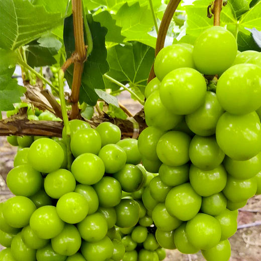 西昌晴王阳光玫瑰葡萄果粒饱满Q弹爽脆甜而不腻 商品图1