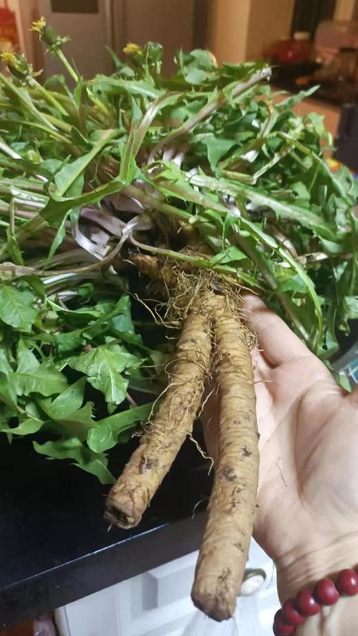 【新品开售活动：4瓶 送 1瓶；6瓶 送2瓶】长白山5年野生蒲公英炒制大根 一级货 商品图3