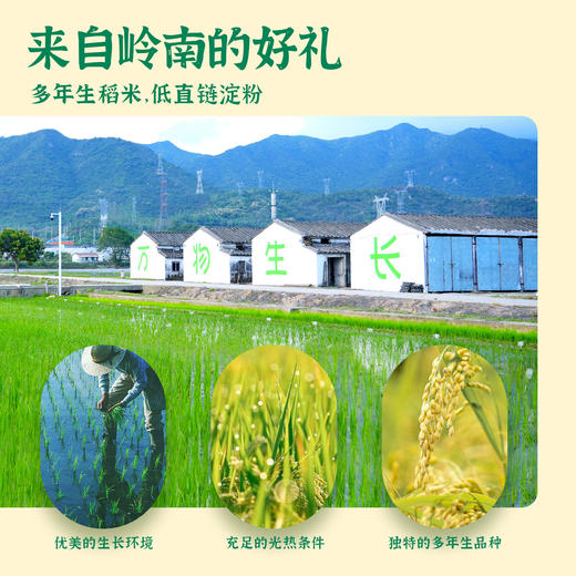 【云谷稻香米】华大万物云谷稻香米圆润饱满香甜软糯多年生大米真空包装2.5kg 商品图3