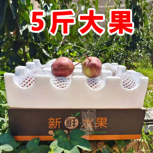  陕西彩虹梨，脆甜多汁，清爽甜蜜！去油腻！ 商品图5