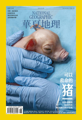 《华夏地理》杂志2025年6月刊-可以救命的猪 命悬一线的绿洲 时尚的到来 独木舟森林水道 生态英雄河狸