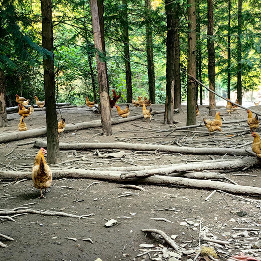 膳本季皖南山林散养【炖汤母鸡2只装】 无抗养殖认证 SGS国际权威检测 非笼养示范基地 自然生长的慢速鸡 商品图1